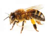 L'abeille Apis Melifera