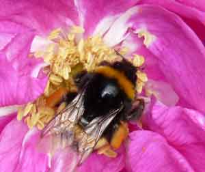 photo d'une abeille dans le jardin