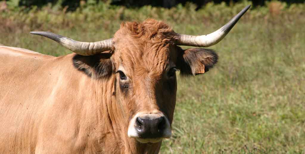 une vache avec ses belles cornes