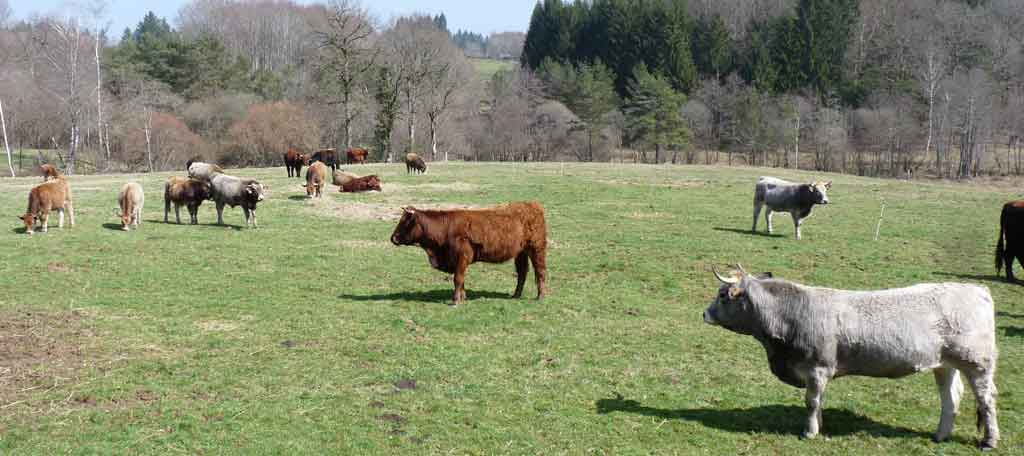 troupeau de vaches à viande en Corrèze